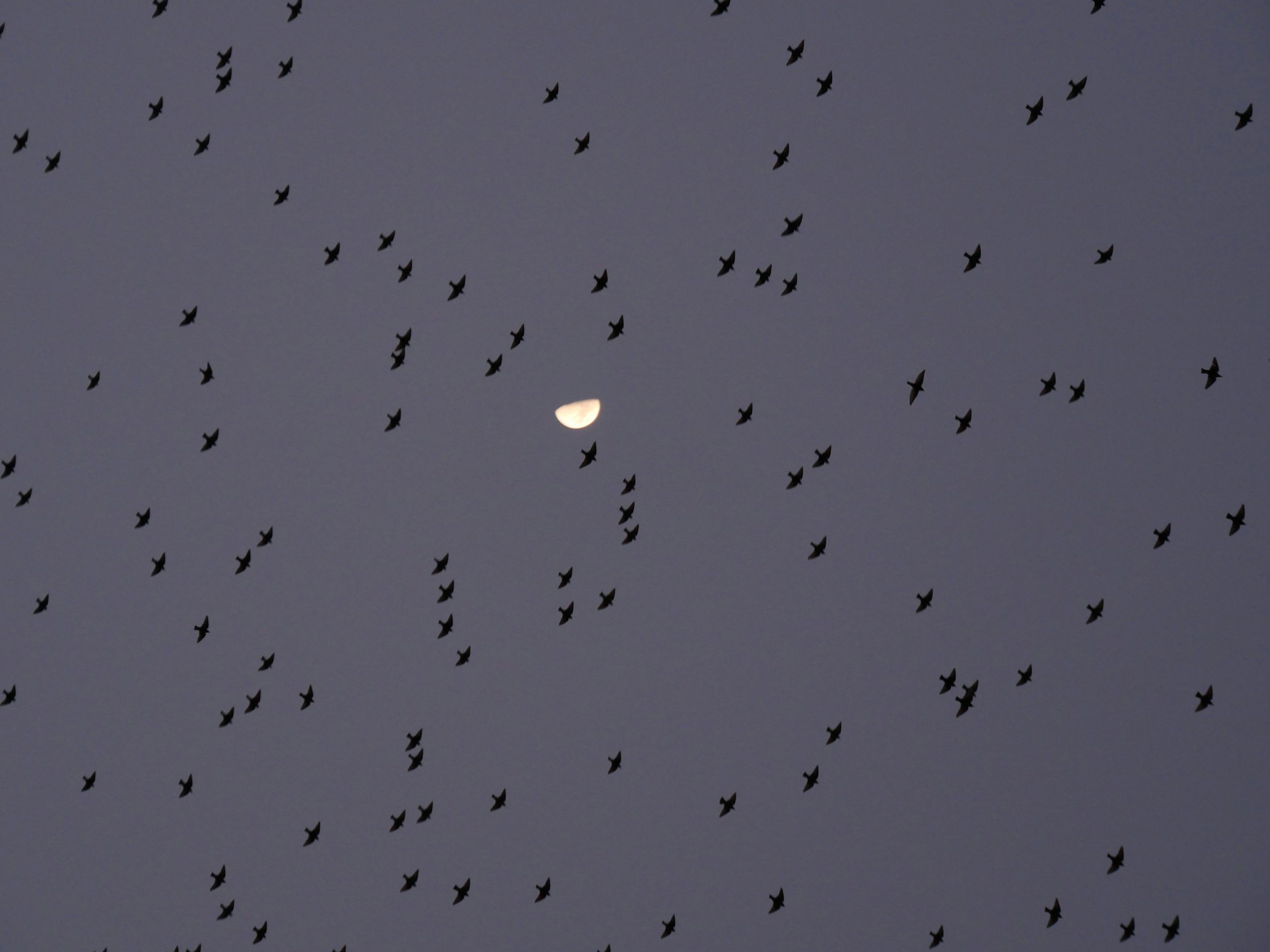 Birds
